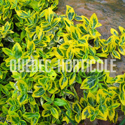 image de Euonymus fortunei Emerald'n Gold