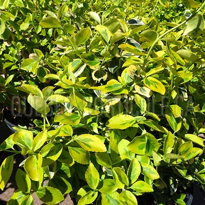 image de Euonymus fortunei Sunrise