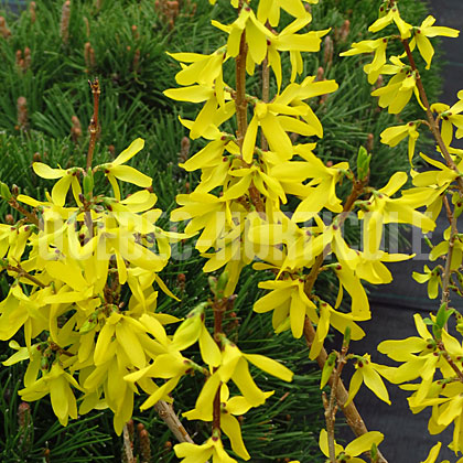 image de Forsythia Golden Peep