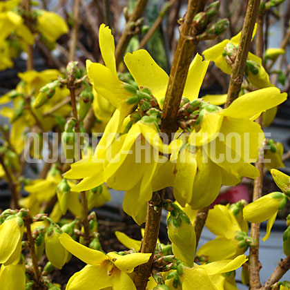 image de Forsythia Magical® Gold