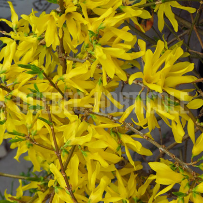 image de Forsythia Marée d'or