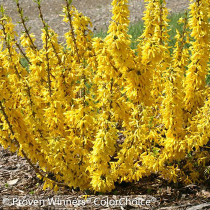 image de Forsythia Show Off® Sugar Baby