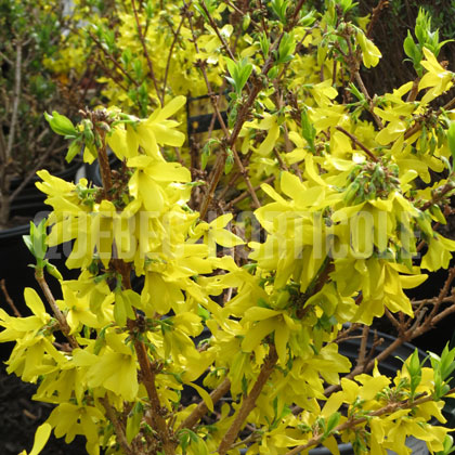 image de Forsythia Show Off® Starlet