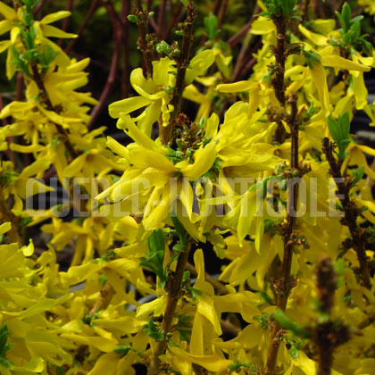 image de Forsythia Show Off® Sugar Baby