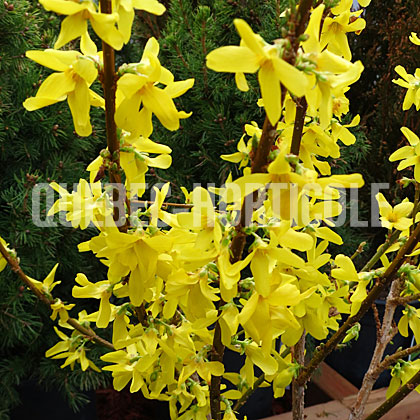 image de Forsythia Week End (Courtalyn)