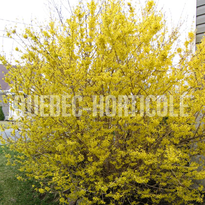 image de Forsythia Northern Gold