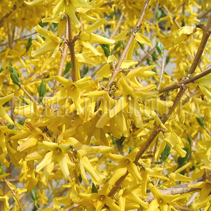 image de Forsythia Northern Gold