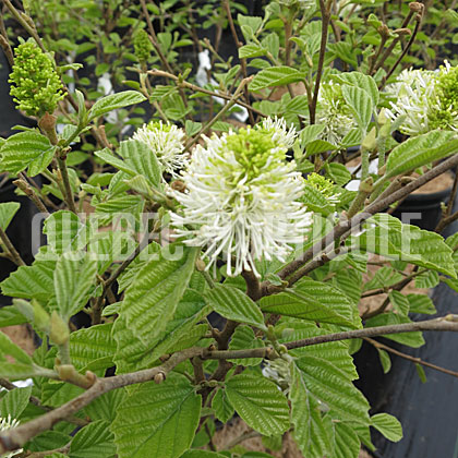 image de Fothergilla major Blue Shadow