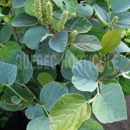 image de Fothergilla major Blue Shadow