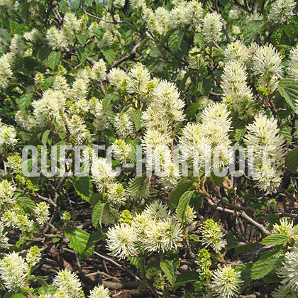 image de Fothergilla major 