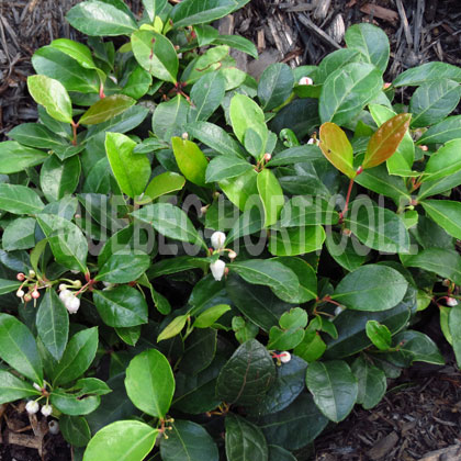 image de Gaultheria procumbens 