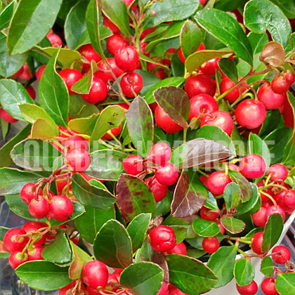 image de Gaultheria procumbens 