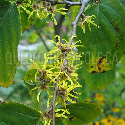 image de Hamamelis virginiana 