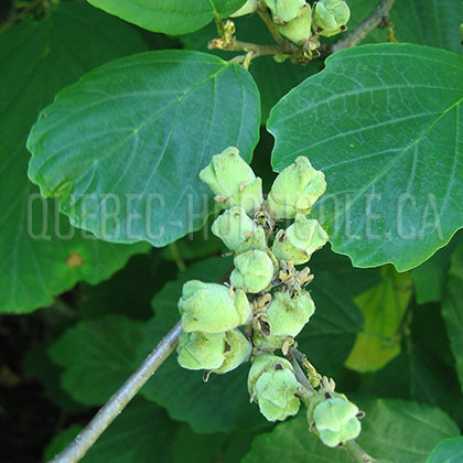 image de Hamamelis virginiana 