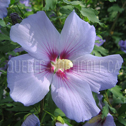 image de Hibiscus syriacus Blue Bird