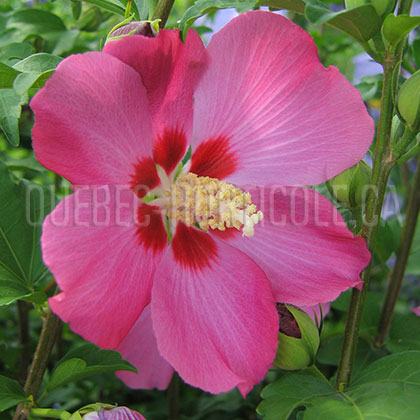 image de Hibiscus syriacus Woodbridge