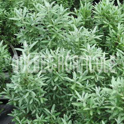 image de Hippophae Silver Star