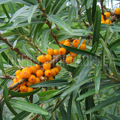 image de Hippophae rhamnoides 