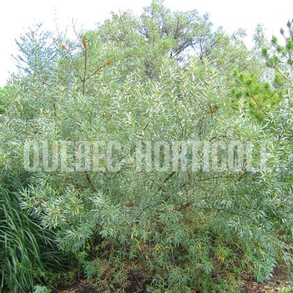 image de Hippophae rhamnoides 