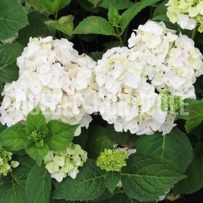 image de Hydrangea macrophylla Blushing Bride