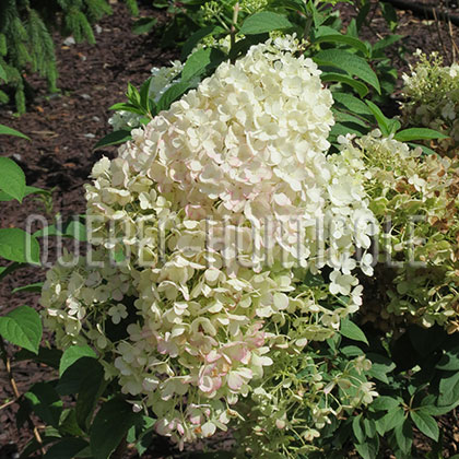 image de Hydrangea paniculata Bobo