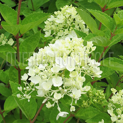 image de Hydrangea paniculata Bombshell