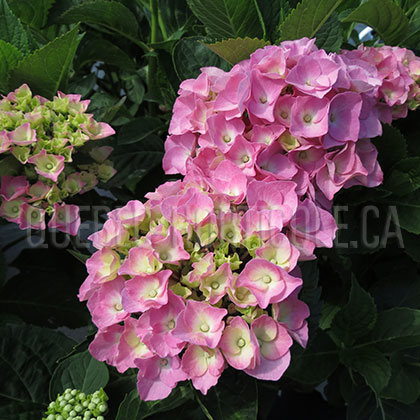 image de Hydrangea macrophylla Cityline™ Berlin