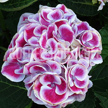 image de Hydrangea macrophylla Cityline™ Mars