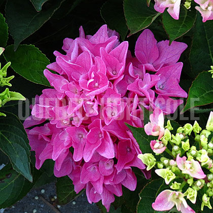 image de Hydrangea macrophylla Cityline™ Venice