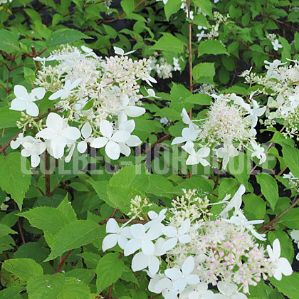 image de Hydrangea paniculata Dentelle De Gorron