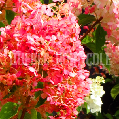 image de Hydrangea paniculata Diamant Rouge