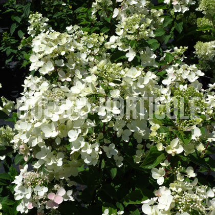 image de Hydrangea paniculata Diamant Rouge