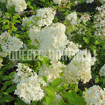 image de Hydrangea paniculata Diamantino