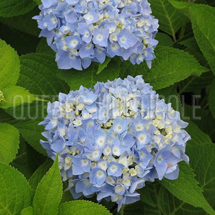 image de Hydrangea macrophylla Endless Summer® The Original