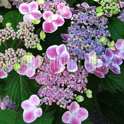 image de Hydrangea macrophylla Edgy® Orbits