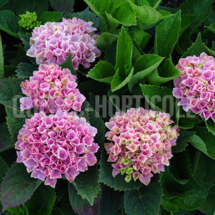 image de Hydrangea macrophylla Everlasting™ Magical Revolution