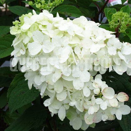 image de Hydrangea paniculata Fire Light®