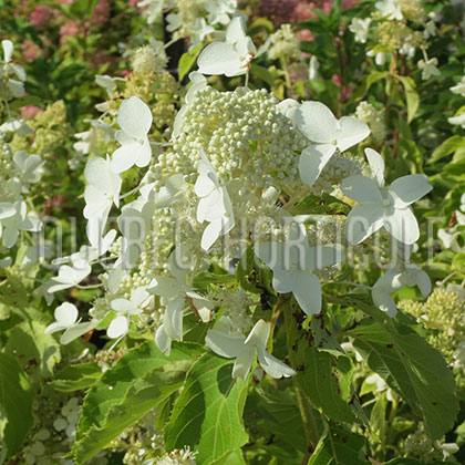 image de Hydrangea paniculata Honeycomb