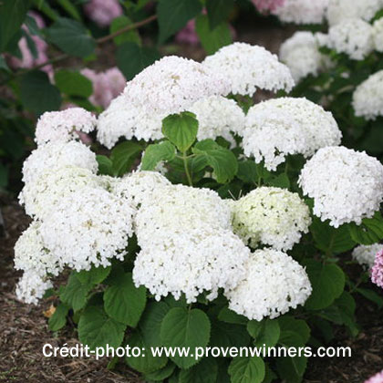 image de Hydrangea arborescens Invincibelle Wee White®