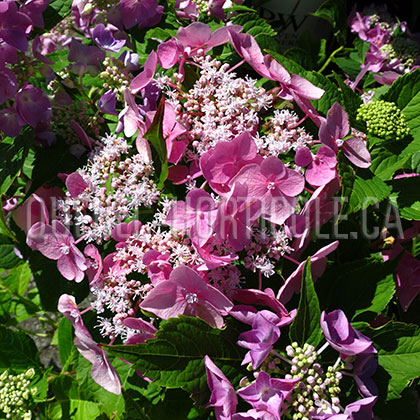 image de Hydrangea macrophylla Let's Dance® Starlight