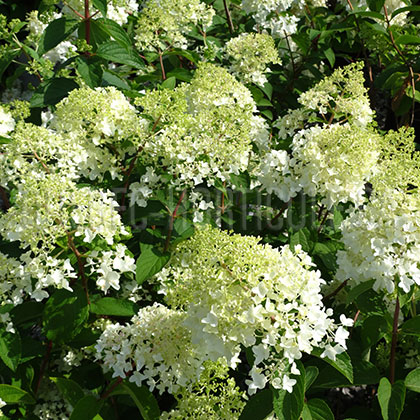 image de Hydrangea paniculata Little Lamb