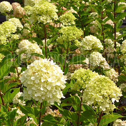 image de Hydrangea paniculata Little Lime®