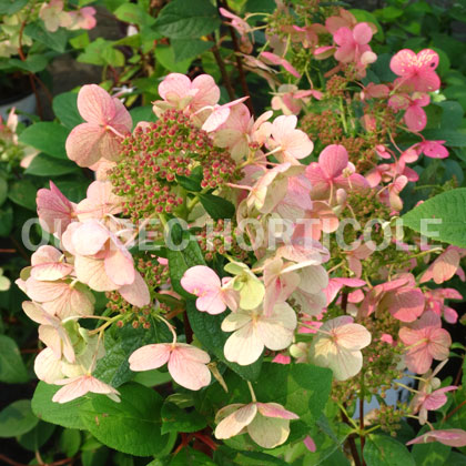 image de Hydrangea paniculata Little Quick Fire