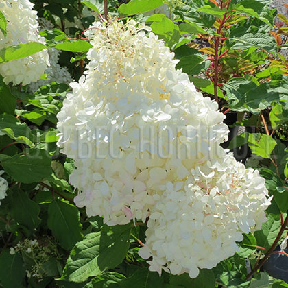 image de Hydrangea paniculata Phantom