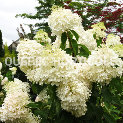 image de Hydrangea paniculata Phantom