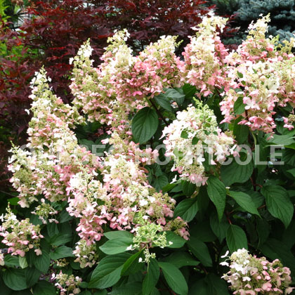 image de Hydrangea paniculata Pinky Winky®