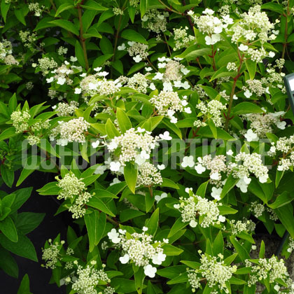 image de Hydrangea paniculata Prim White