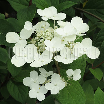 image de Hydrangea paniculata Quick Fire®