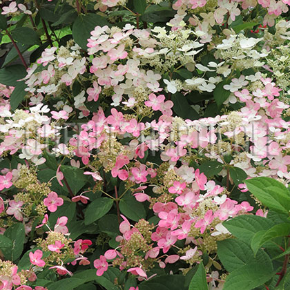 image de Hydrangea paniculata Quick Fire®