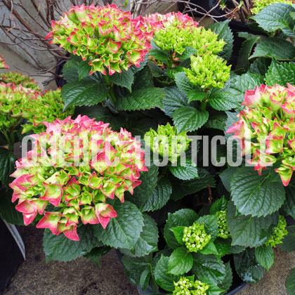 image de Hydrangea macrophylla Red Sensation